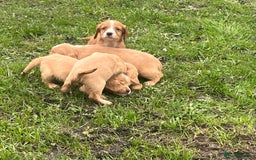Cocker Spaniel dogs for sale: 7 gorgeous cocker spaniel puppies - Image 18