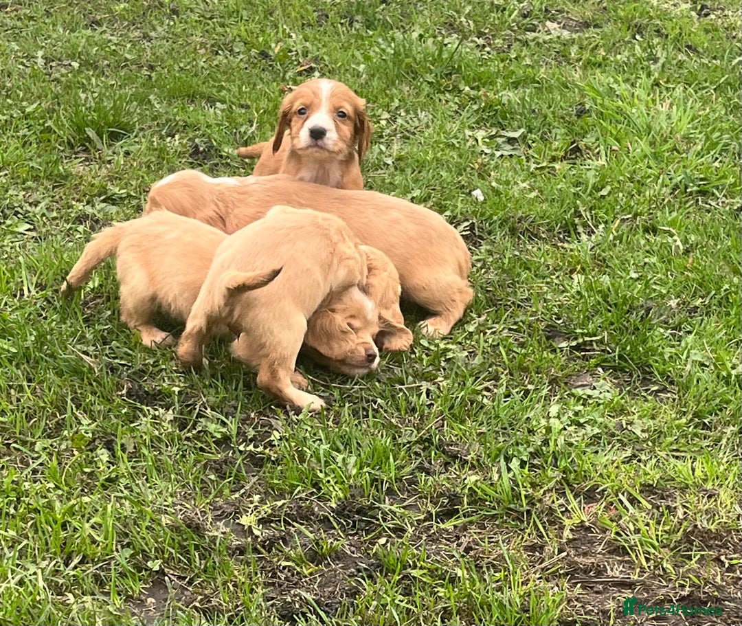 Cocker Spaniel dogs for sale: 7 gorgeous cocker spaniel puppies - Image 18