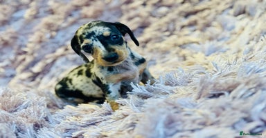 Miniature Dachshund dogs - Advert 11