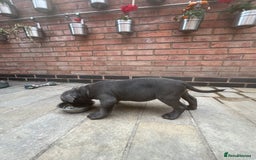 Staffordshire Bull Terrier dogs for sale: OUR PUP REGGIE KC BLUE STAFFORDSHIRE BULL TERRIER - Image 5