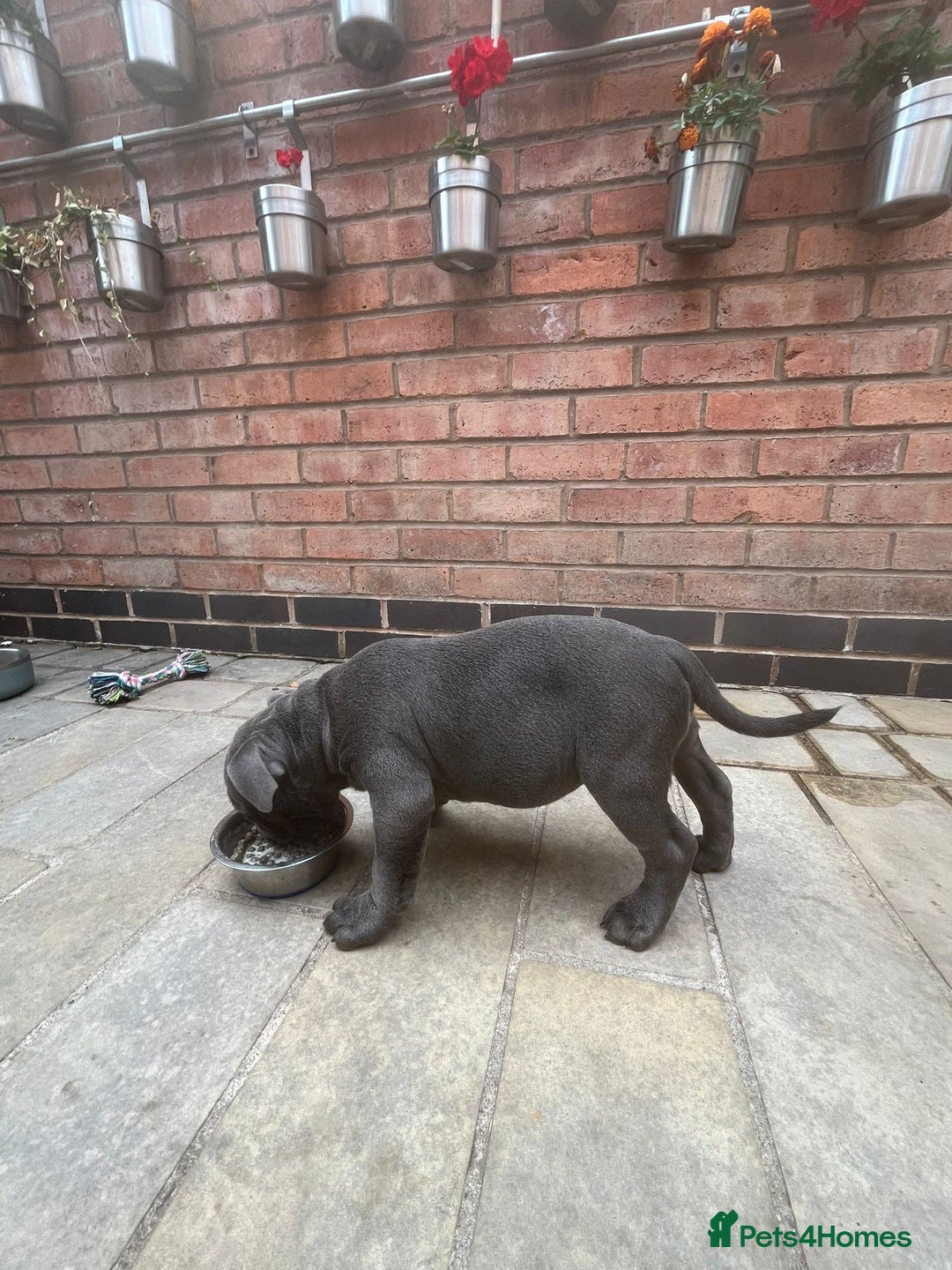 Staffordshire Bull Terrier dogs for sale: OUR PUP REGGIE KC BLUE STAFFORDSHIRE BULL TERRIER - Image 5