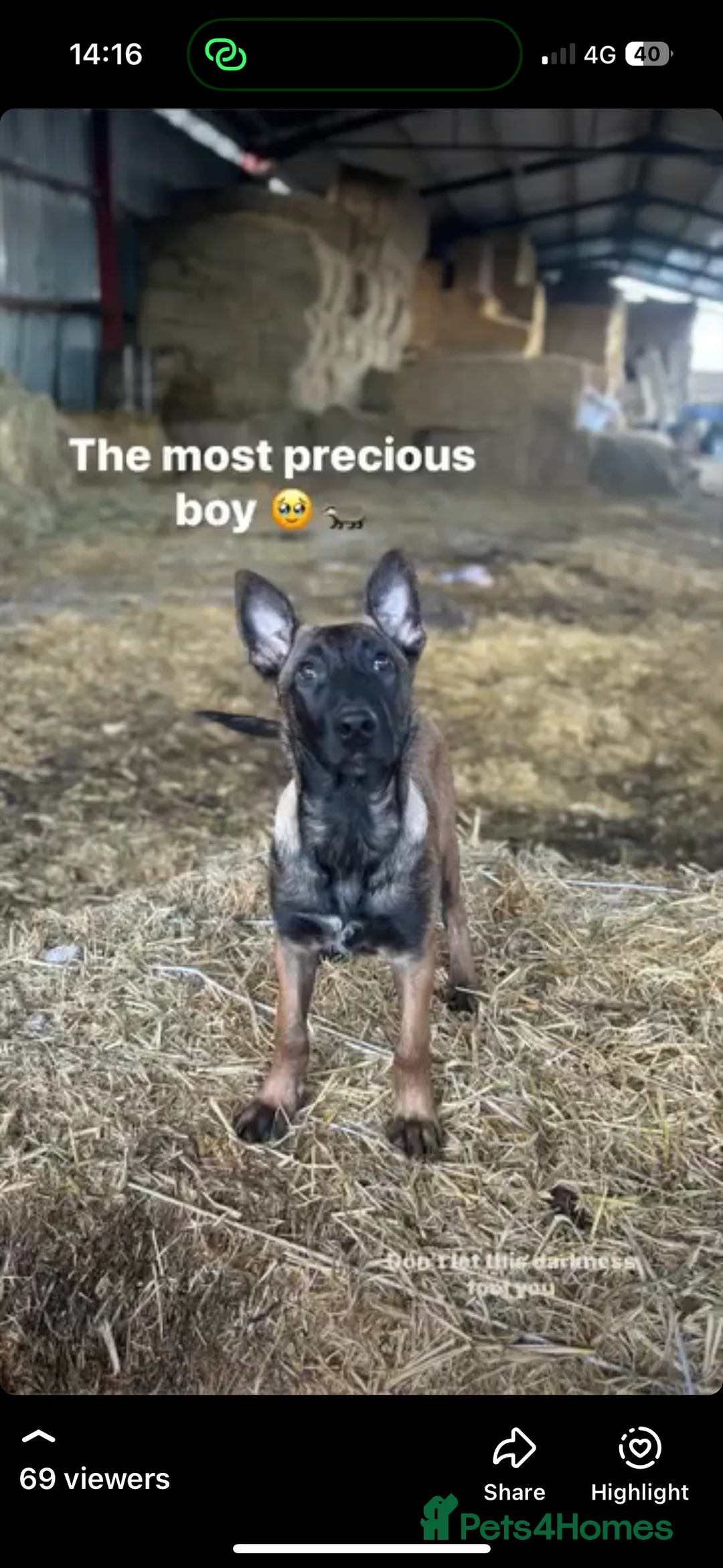 Belgian Shepherd Dog dogs for sale: part trained malinois on behalf of a friend in Rushden - Advert 5