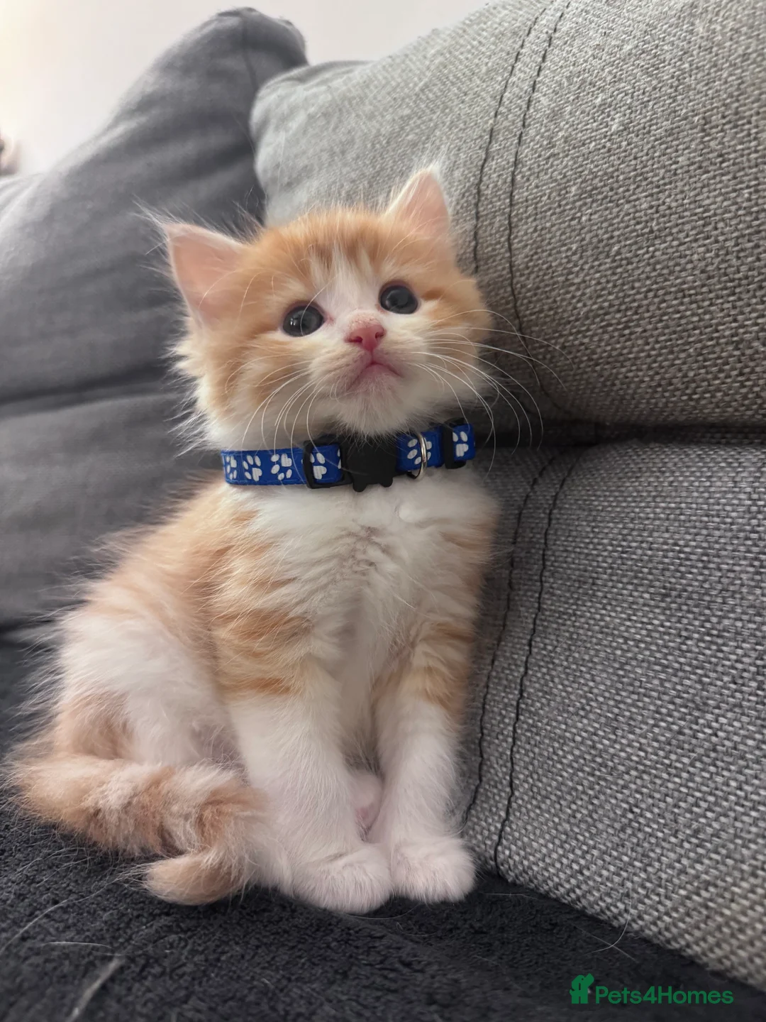 Mixed Breed cats for sale: Beautiful kittens looking for new home ❤️ - Advert 1