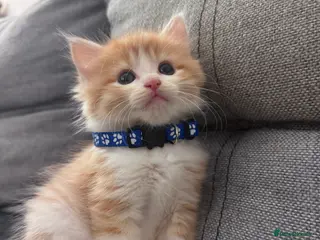 Mixed Breed cats Beautiful kittens looking for new home ❤️ - Advert 1