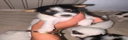 Mixed Breed dogs for sale: Beautiful half jack half terrier puppies - Advert 7