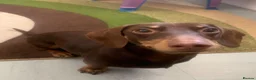 Miniature Dachshund dogs for stud: Chocolate and tanned mini dachshund boy - Advert 7