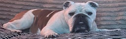 English Bulldog dogs for sale: English Bulldog Looking For New Home  - Advert 13