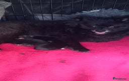 Pomeranian dogs for sale: Beautiful litter of 3 black pomeranian pups.  - Image 8