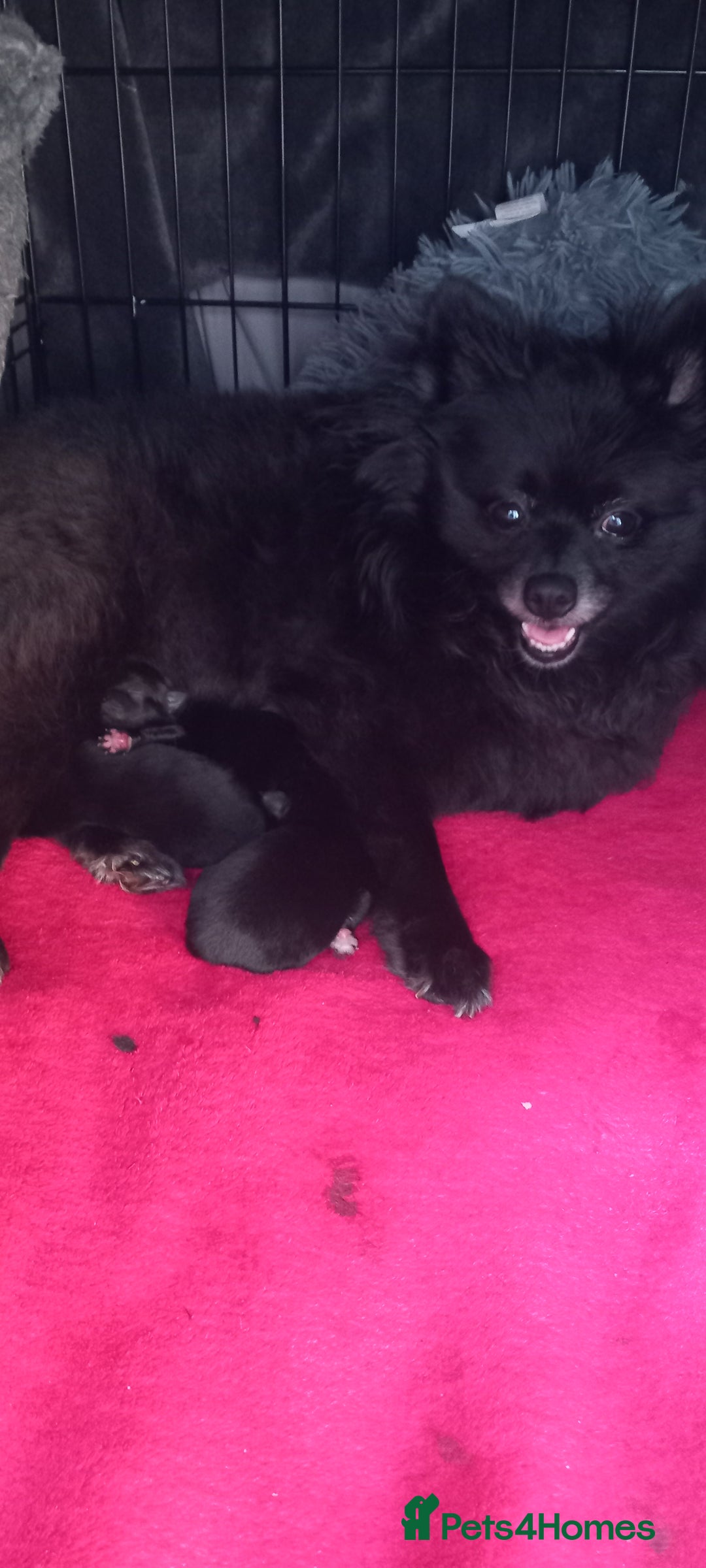 Pomeranian dogs for sale: Beautiful litter of 3 black pomeranian pups.  - Image 8