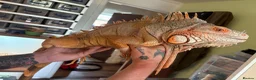 Iguana reptiles for sale: 7 year old male red iguana  - Advert 5