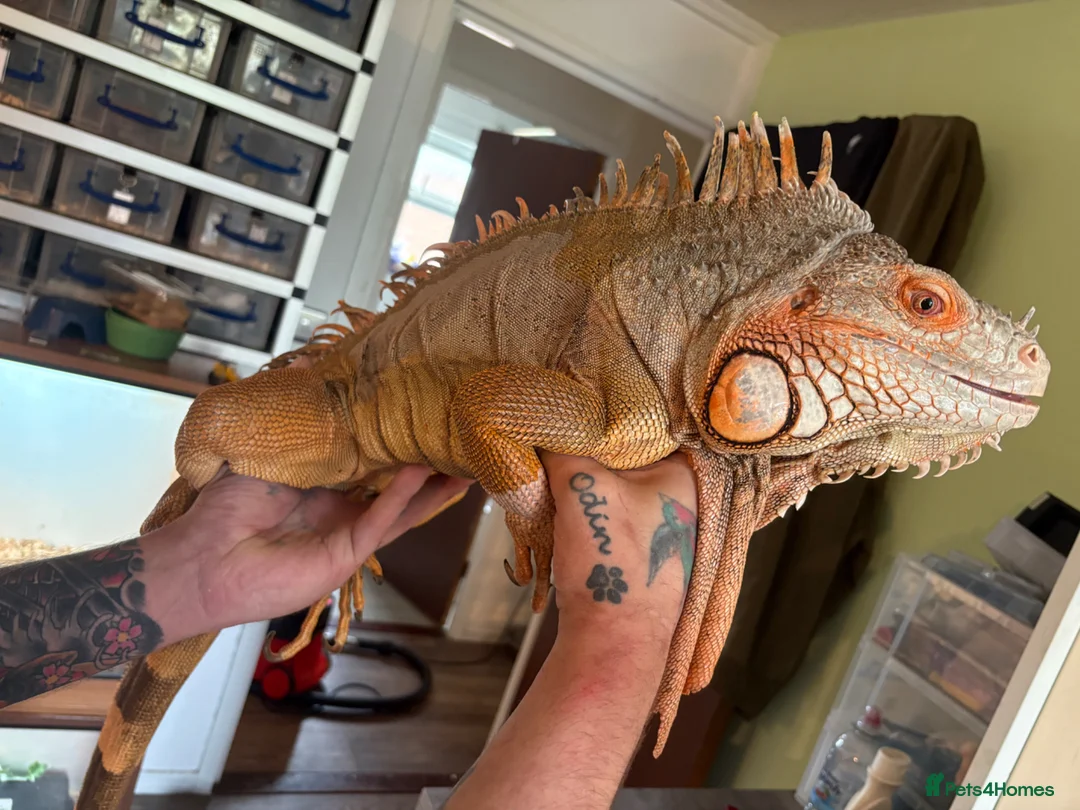 Iguana reptiles for sale: 7 year old male red iguana  - Advert 5