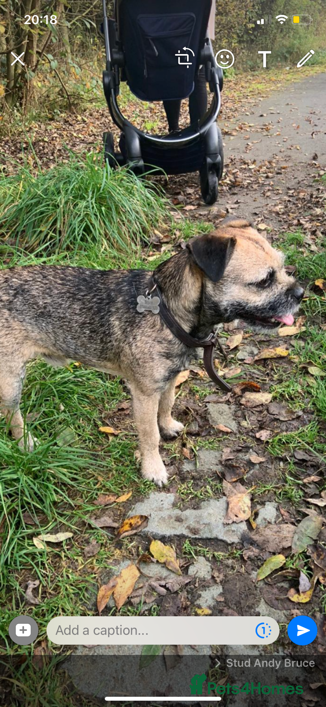 Border Terrier dogs for stud: Great studs  in Rochdale - Image 2