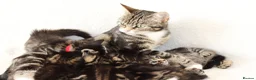 Mixed Breed cats for sale: Beautiful Tabby Kittens in Telford - Advert 9