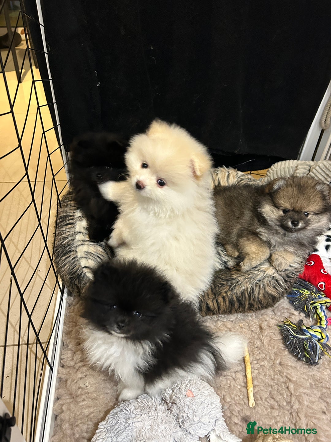 Pomeranian dogs for sale: Pomeranian Pups - Ready for new homes 💕 - Advert 27