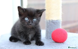 Mixed Breed cats for sale: Adorable Kittens  - Image 18
