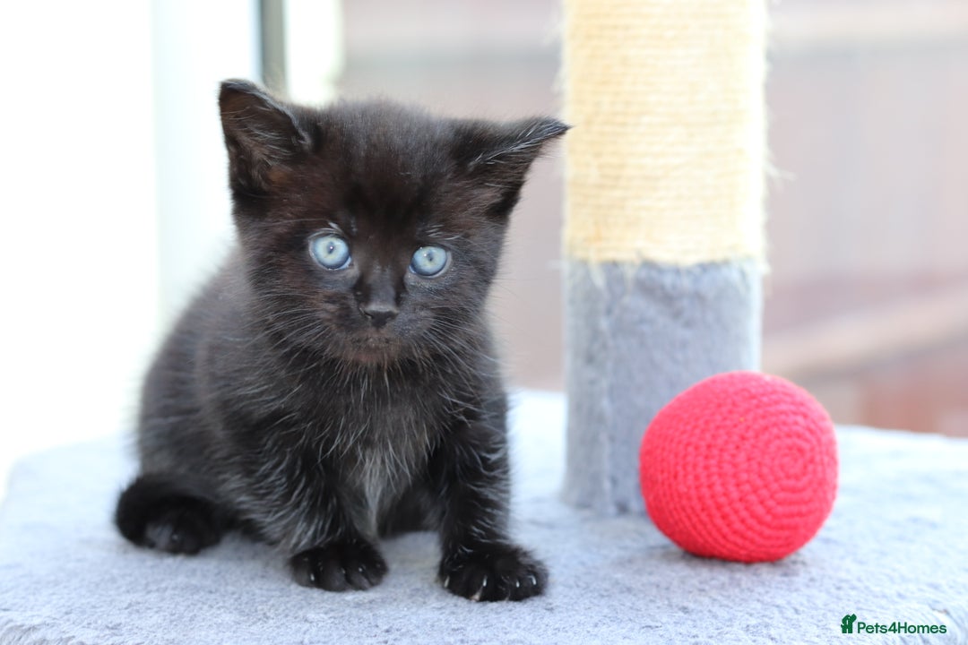 Mixed Breed cats for sale: Adorable Kittens  - Image 18
