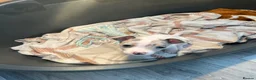 Jack Russell dogs for sale: 3 left!!! Jackrussle puppies - Advert 4