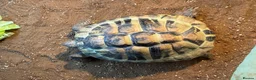 Hermann Tortoise reptiles for sale: Two male Herman tortoises  in Portsmouth - Advert 7