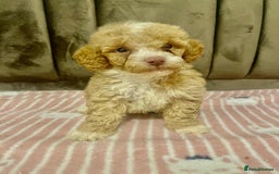 Maltipoo dogs for sale: Tiny tea cup maltipoo - Image 4