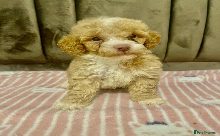 Maltipoo dogs - Advert 5