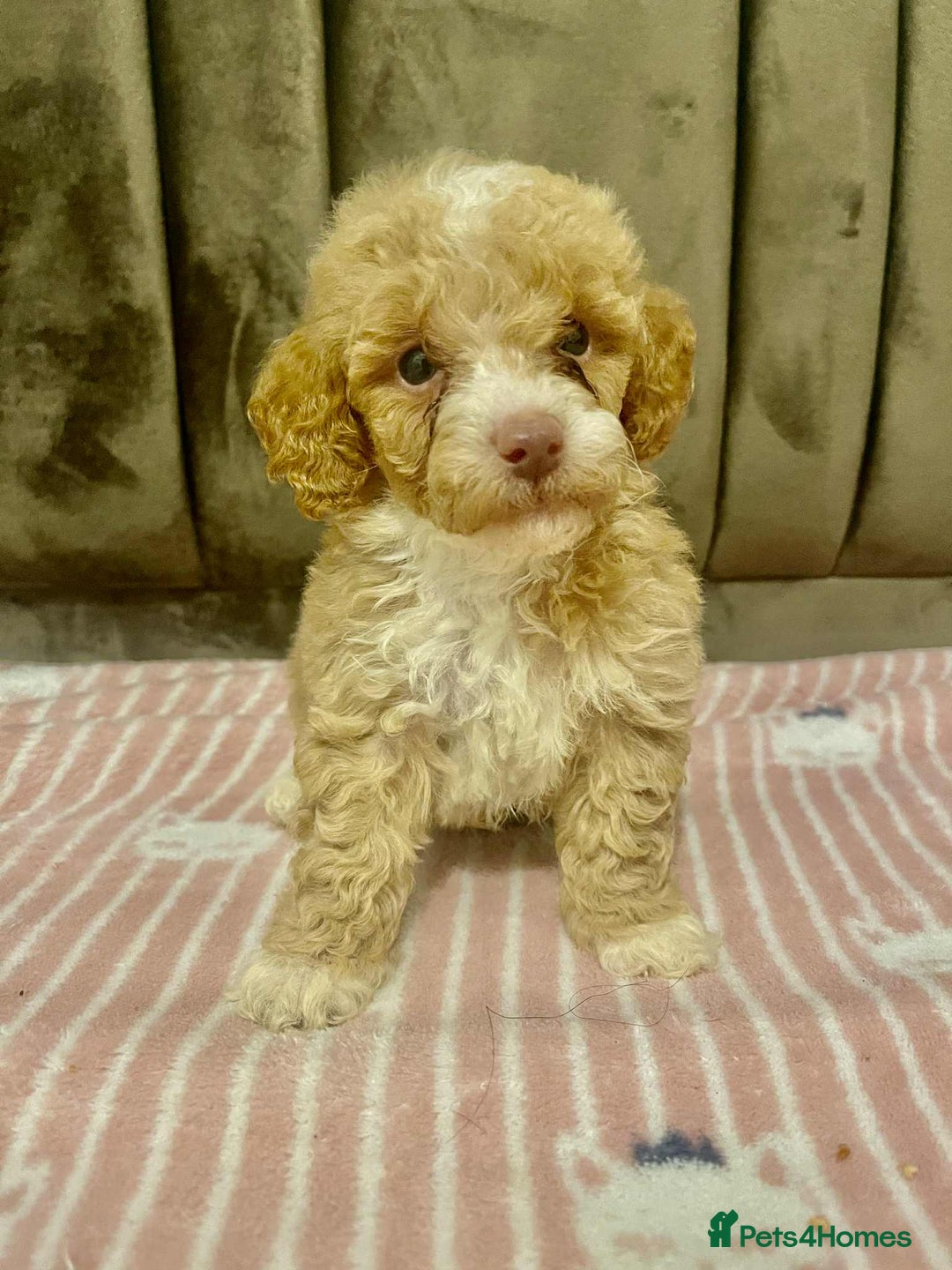 Maltipoo dogs for sale: Tiny tea cup maltipoo - Image 4