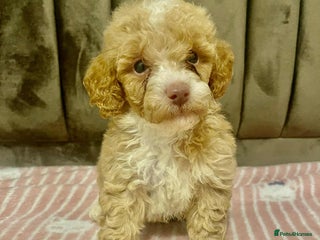 Maltipoo dogs - Advert 3