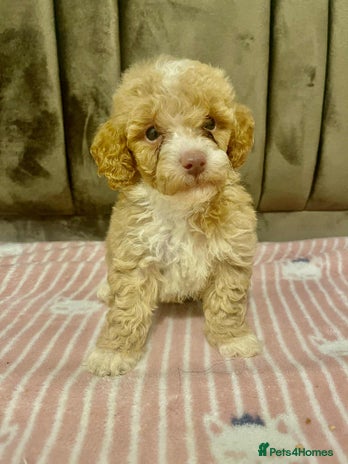 Maltipoo dogs - Advert 4
