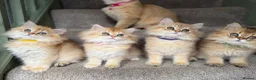 British Longhair cats for sale: British longhair golden kittens TICA - Advert 16