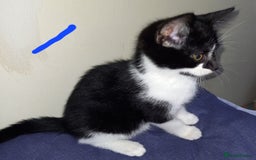 Mixed Breed cats for sale: 4 Beautiful Kittens - Image 11