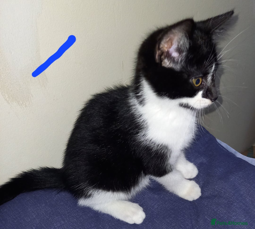 Mixed Breed cats for sale: 4 Beautiful Kittens - Image 11