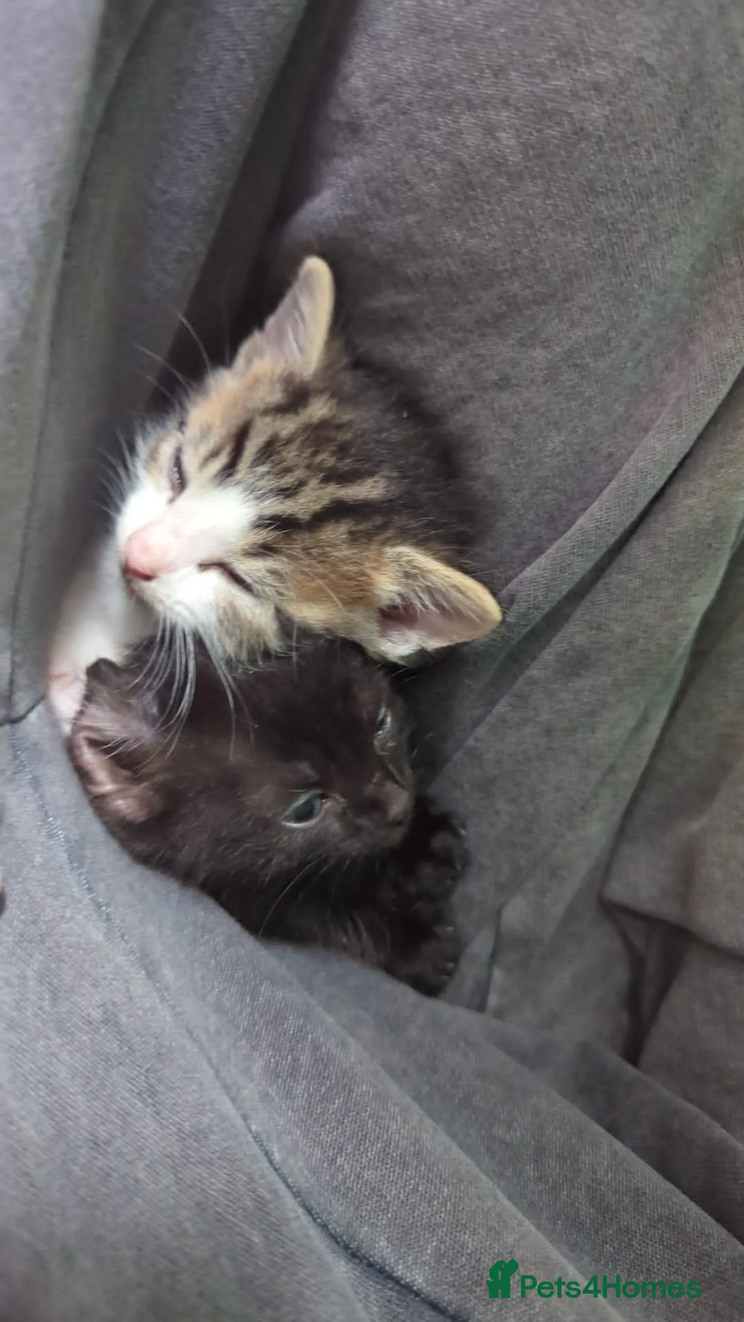 Mixed Breed cats for sale: Kittens for sale in Newquay - Advert 7
