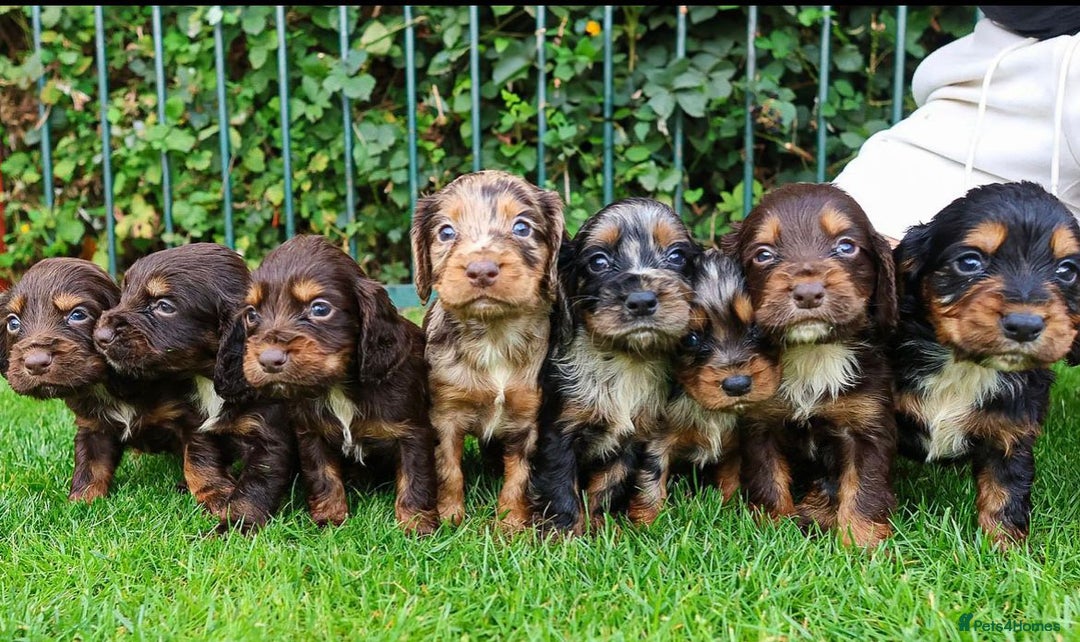 Cocker Spaniel dogs for stud: Merle Cocker Spaniel at stud - DNA tested🧬 in Dudley - Image 10