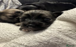 Chihuahua dogs for sale: Chihuahua puppies for sale - Image 13