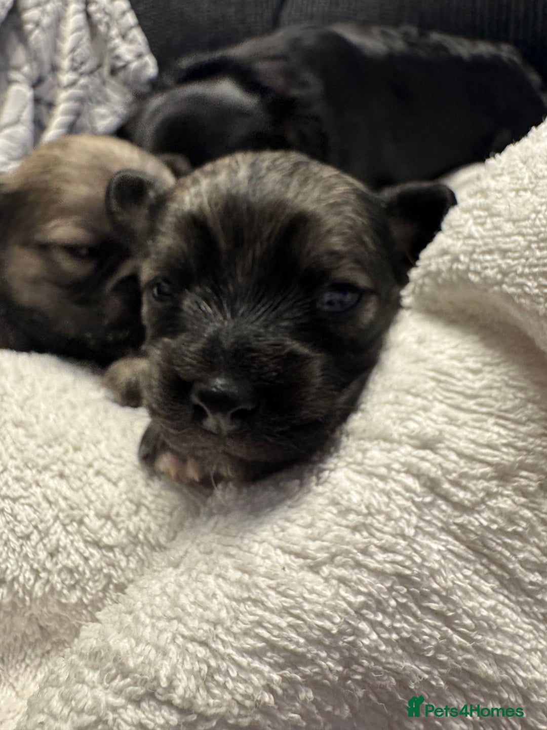 Chihuahua dogs for sale: Chihuahua puppies for sale - Image 13