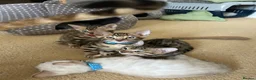 Bengal cats for sale: Registered male bengal kitten - Advert 5