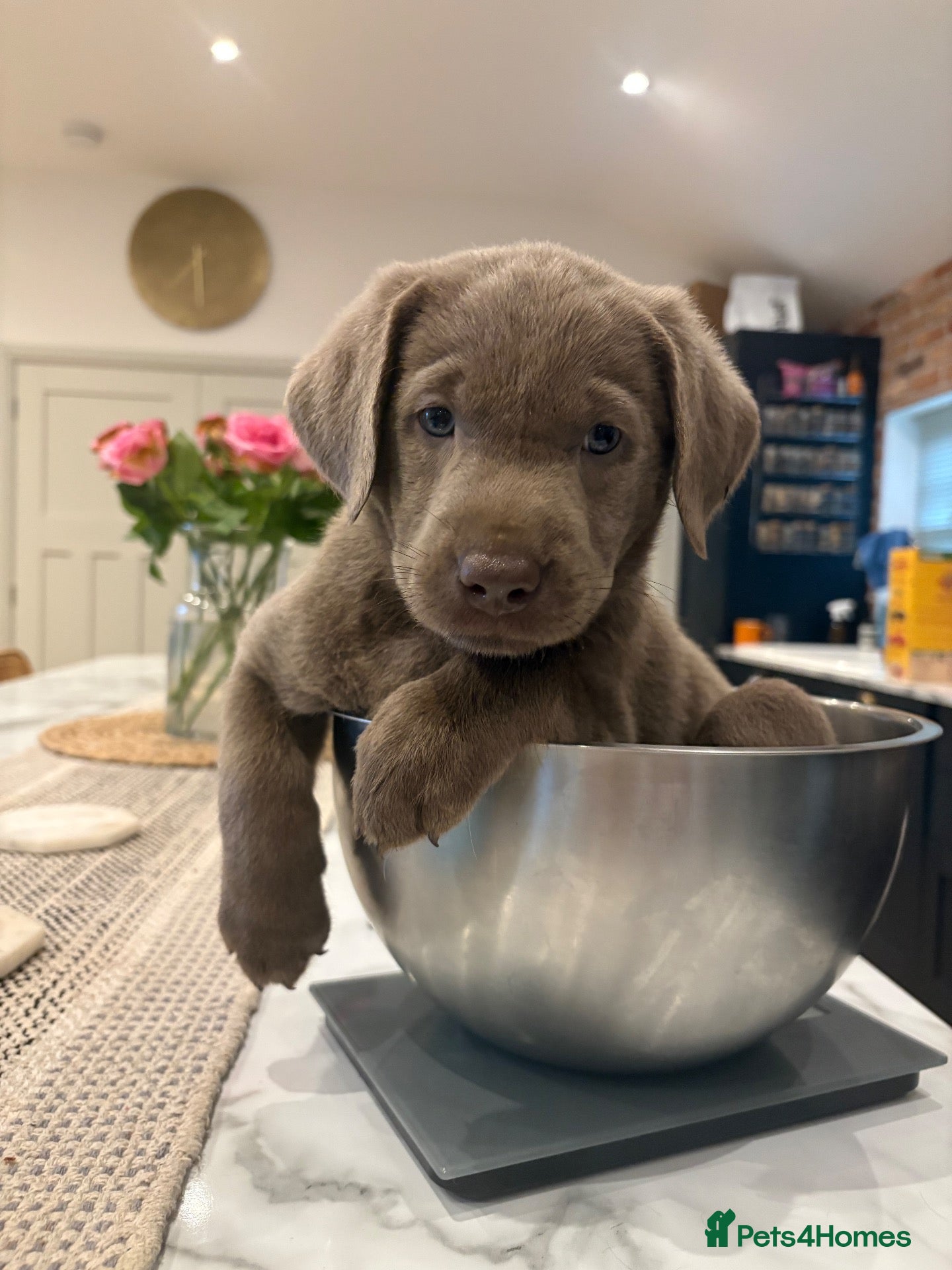 Labrador Retriever dogs Outstanding KC Silver/Champagne/Charcoal Labradors - Advert 1
