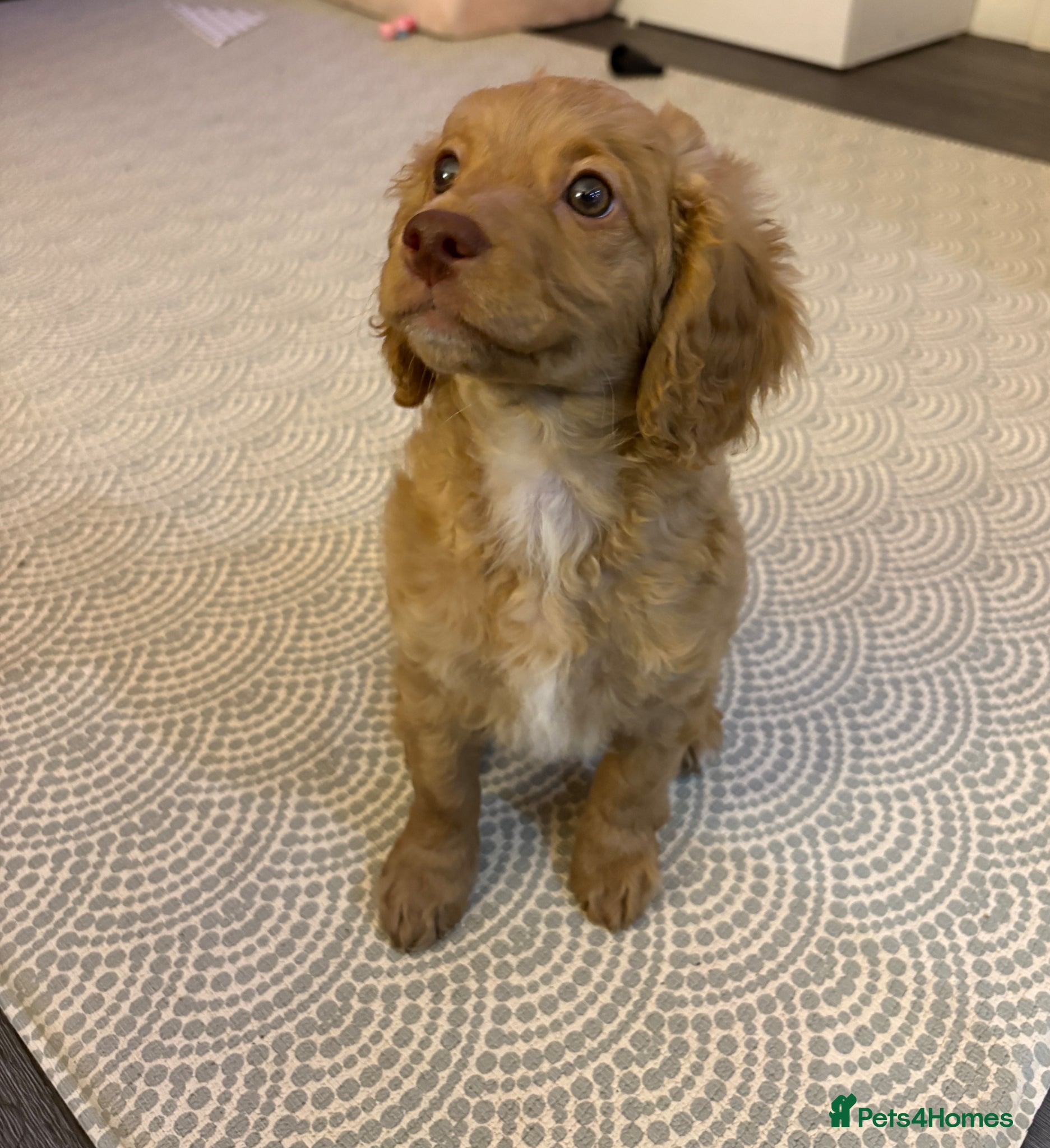Cavapoo dogs Last gorgeous girl cavapoo puppy ready to go! - Advert 1