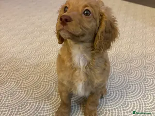 Cavapoo dogs Last gorgeous girl cavapoo puppy ready to go! - Advert 1