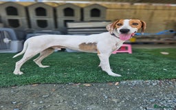 Mixed Breed dogs for adoption: FABIAN - 15 mth old, Male, Pointer type - Image 12