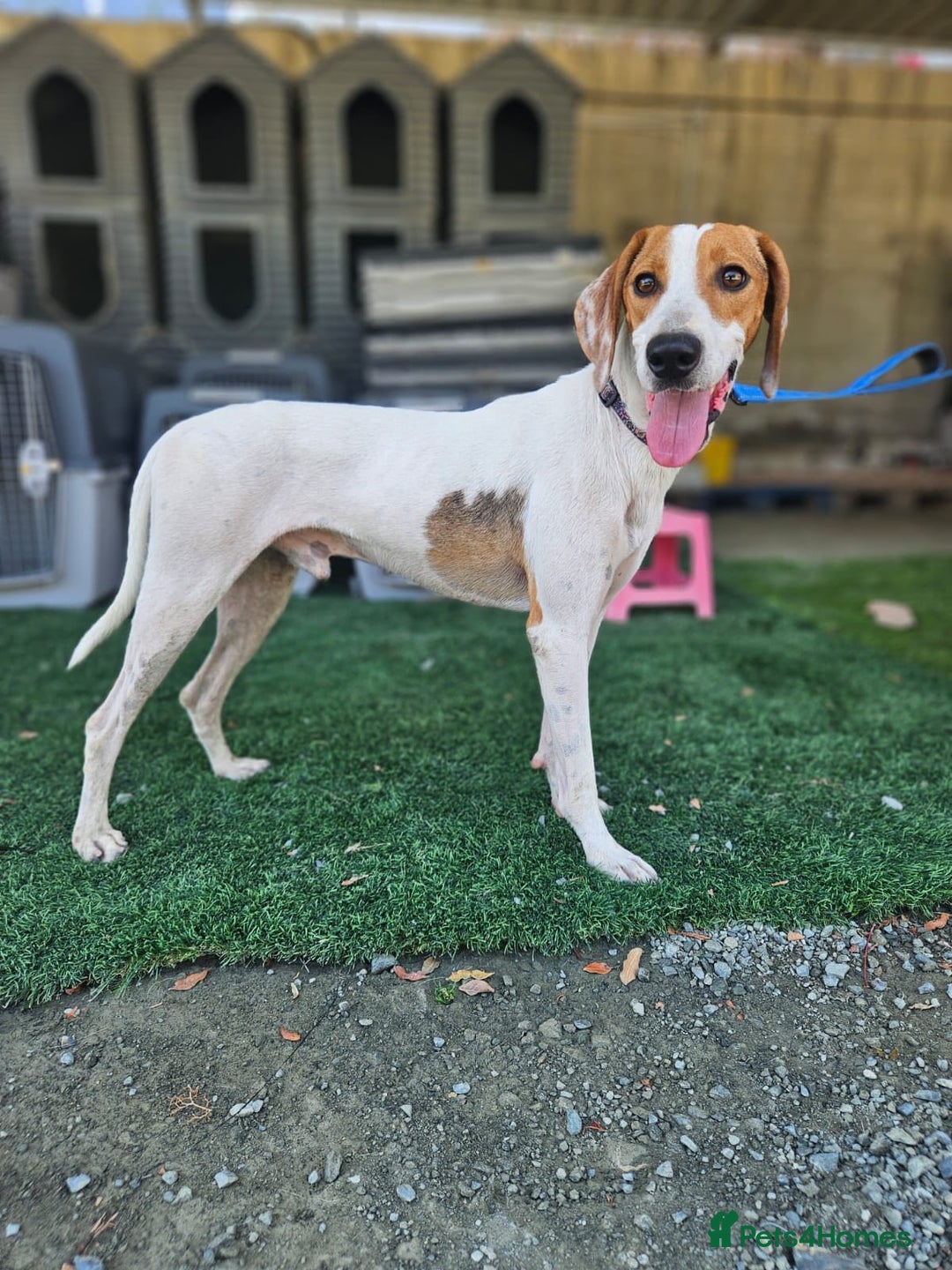 Mixed Breed dogs for adoption: FABIAN - 15 mth old, Male, Pointer type - Image 12