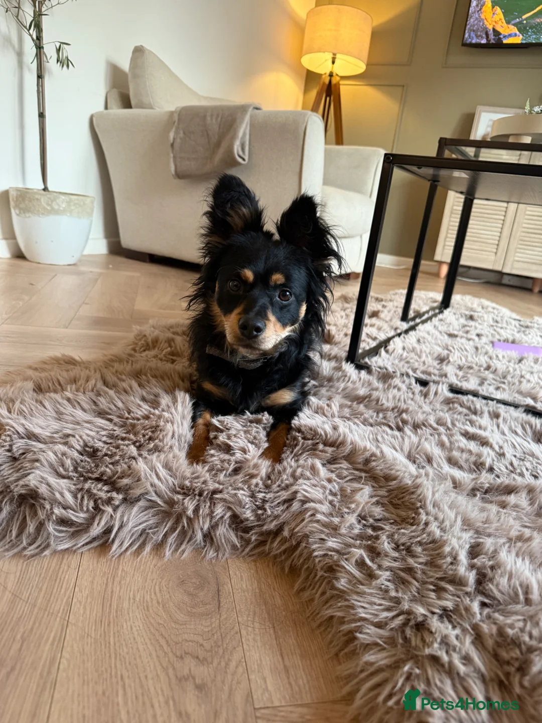 Mixed Breed dogs for sale: 🐾Havapoo for sale 5 ⭐ home only🐾 1.5 years old  - Advert 1