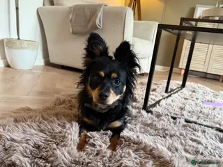 Mixed Breed dogs 🐾Havapoo for sale 5 ⭐ home only🐾 1.5 years old - Advert 11