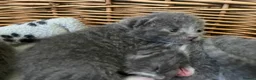 Mixed Breed cats for sale: Russian blue/British short hair  - Advert 30