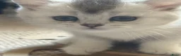 Scottish Fold cats for sale: ❤️SCOTTISH FOLD/STRAIGHTS SILVER CHINCHILLA ❤️ - Advert 13