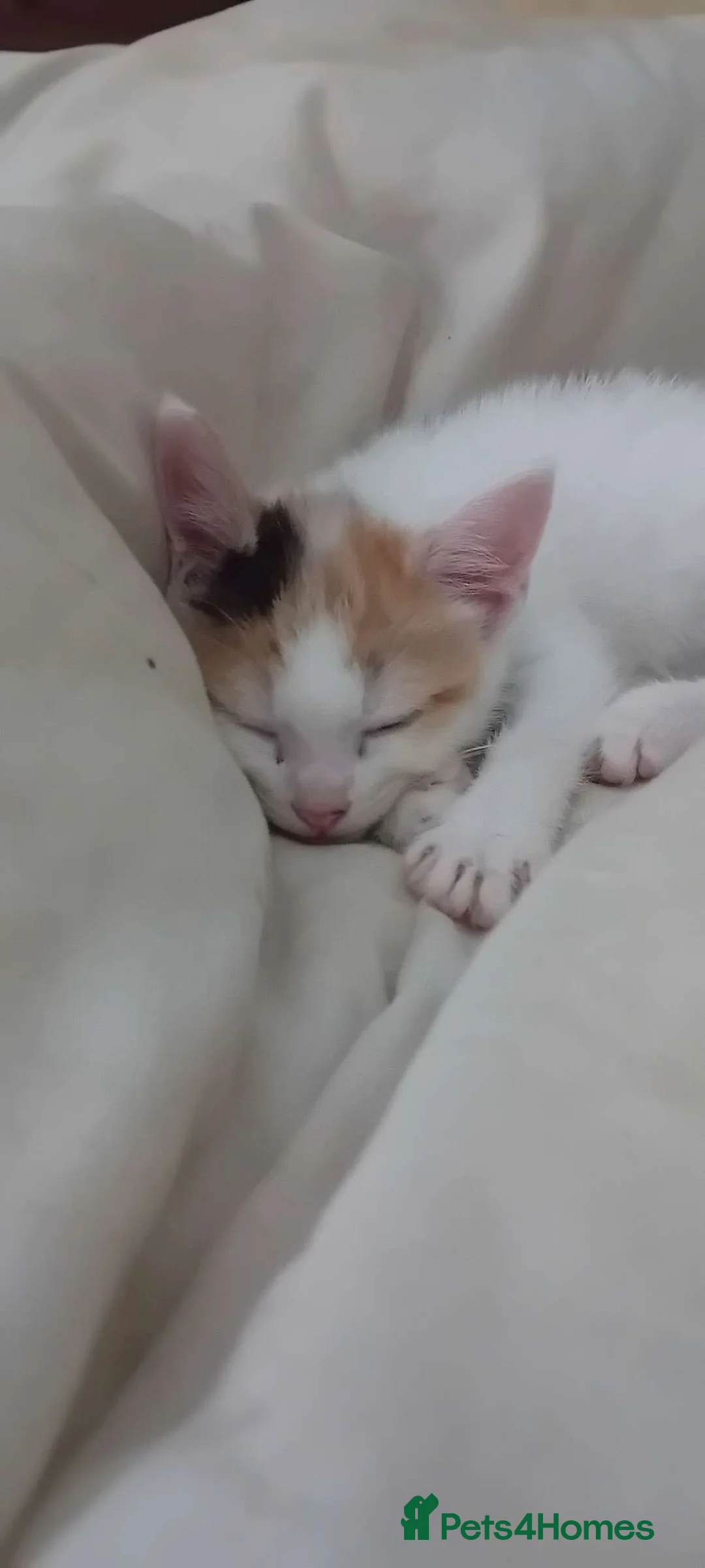 Mixed Breed cats for sale: Beautiful litter of 4 kittens - Advert 12