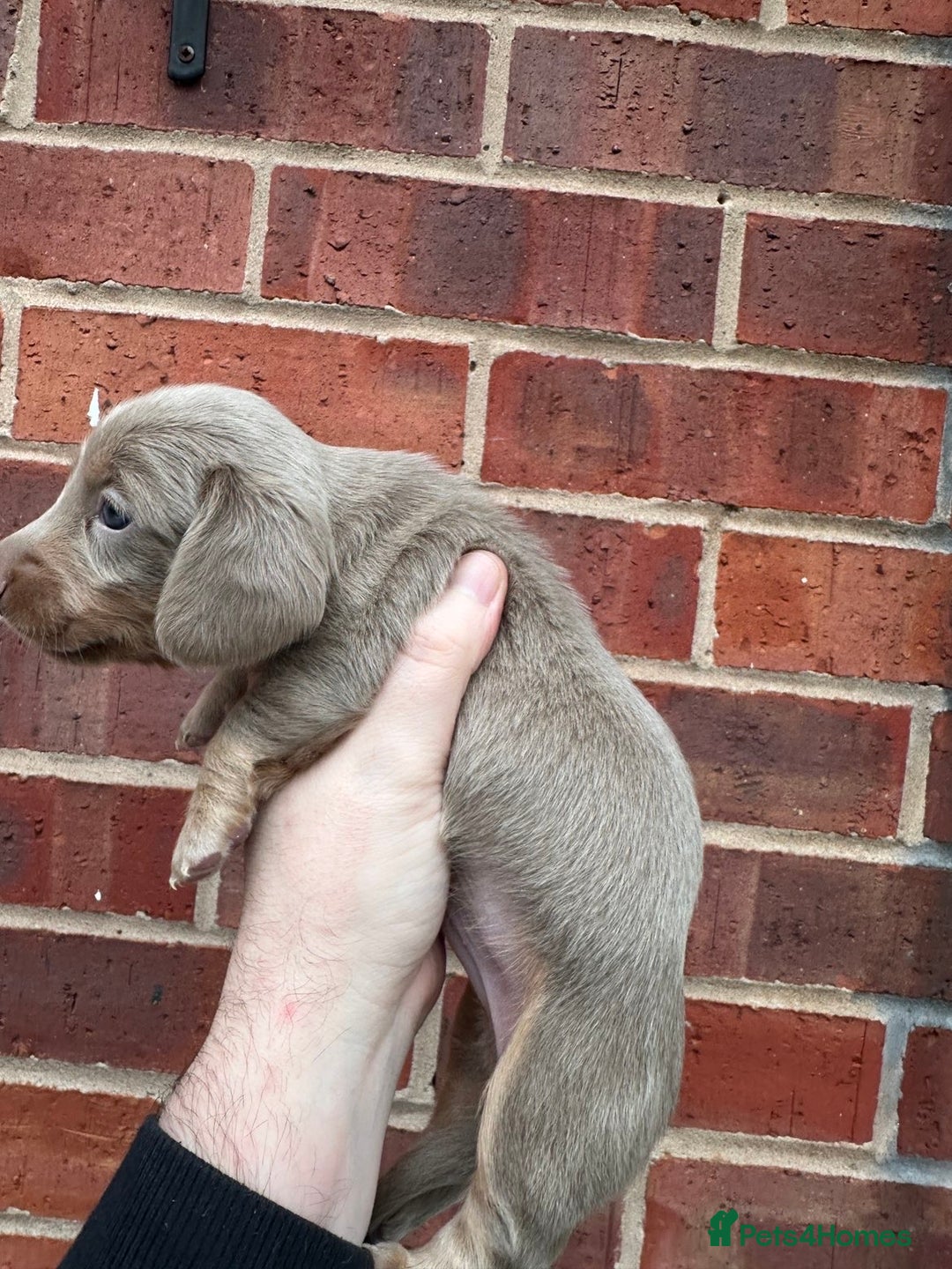 Miniature Dachshund dogs for sale: Miniature dachshund puppies - Advert 7