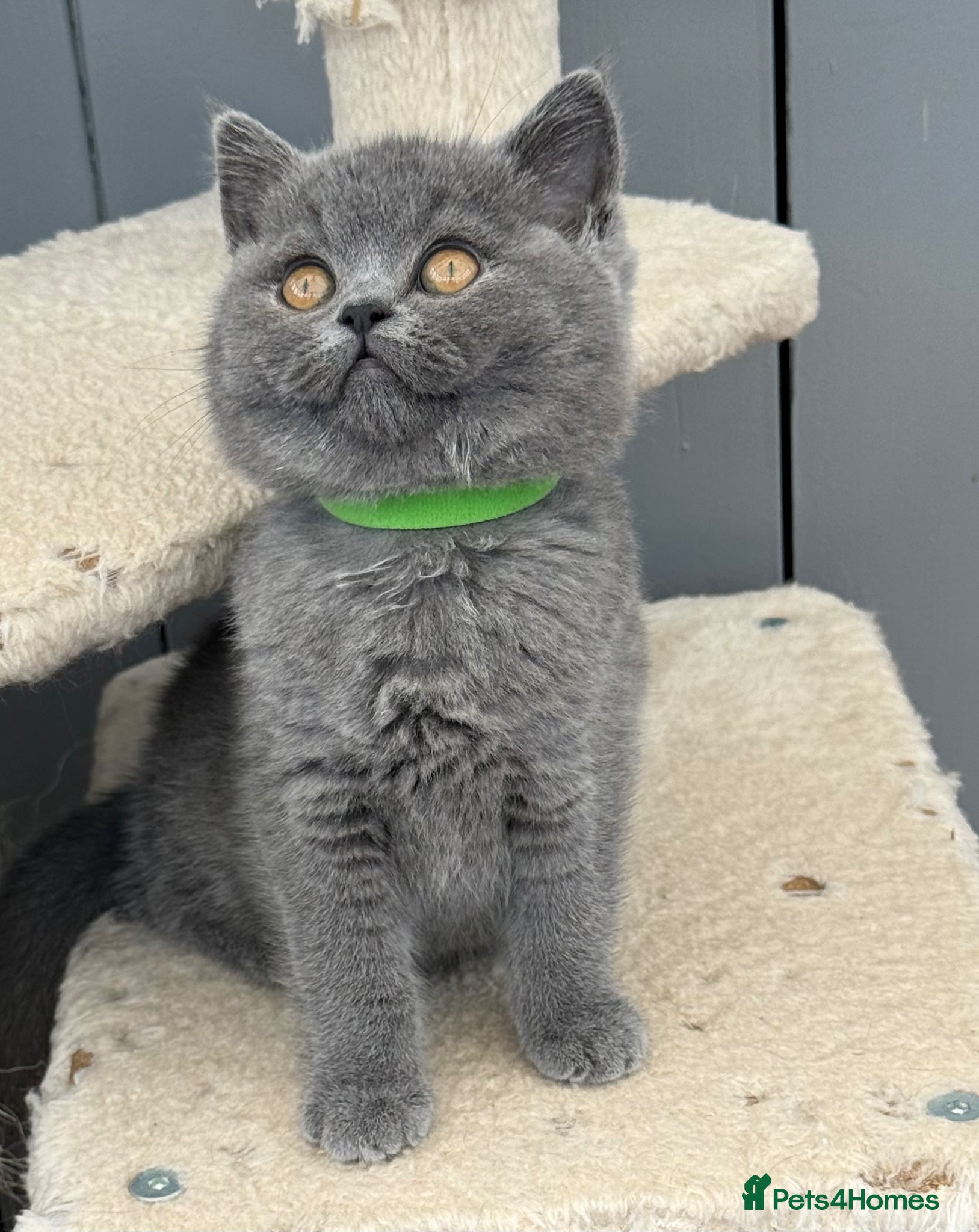 British Shorthair Kitten 5