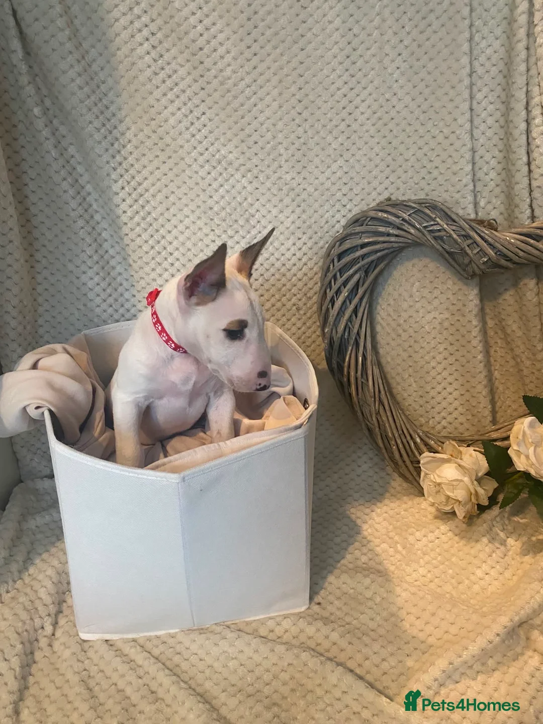 English Bull Terrier dogs for sale: KC Registered English Bull Terrier Female  - Advert 2