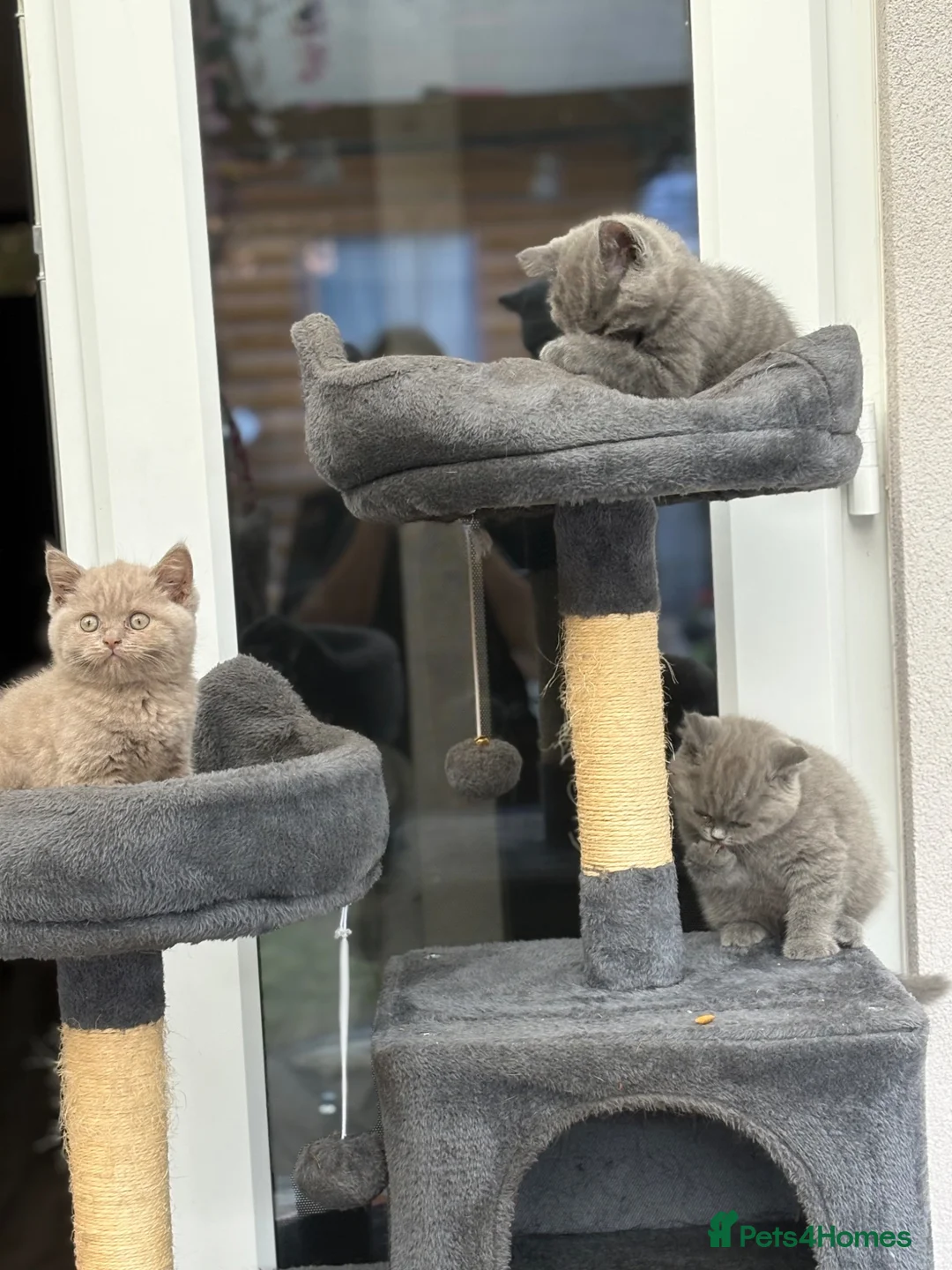 British Shorthair cats for sale: Pure British Shorthair Kittens in Northampton - Advert 8