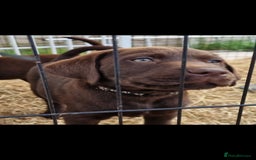 Labrador Retriever dogs for sale: KC REG.. READY NOW!. CHOCOLATE LABRADOR  - Image 12